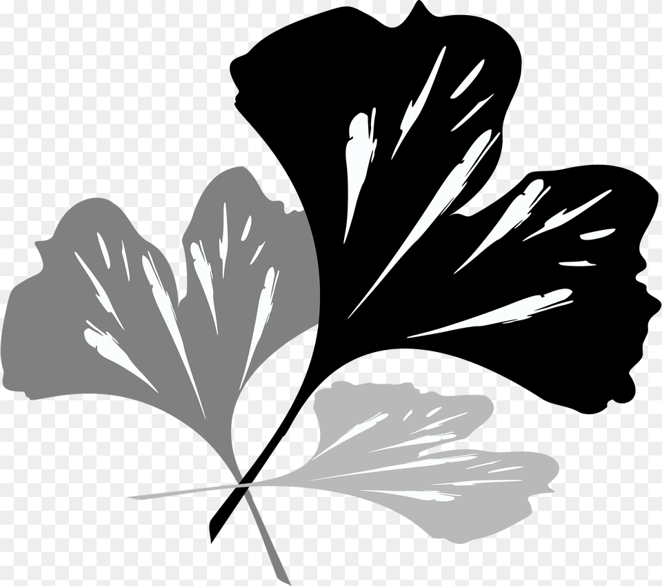 Ginko Clipart, Flower, Plant, Leaf, Person Png