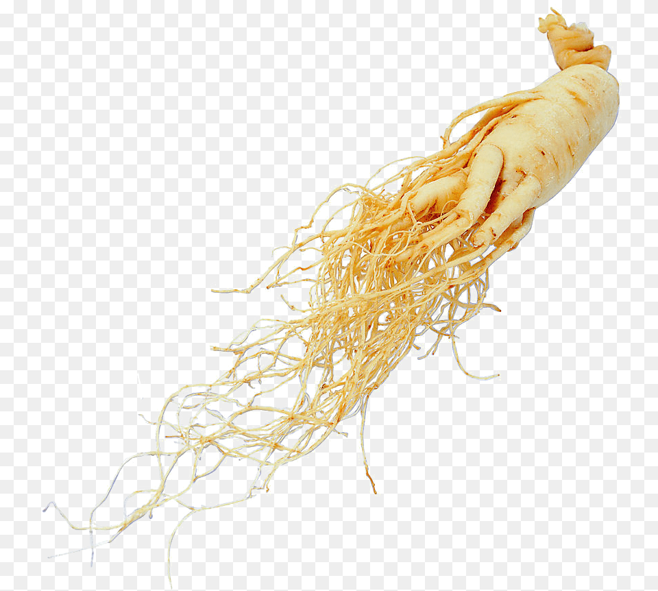 Ginseng Panax Ginseng Root Extract, Plant Png