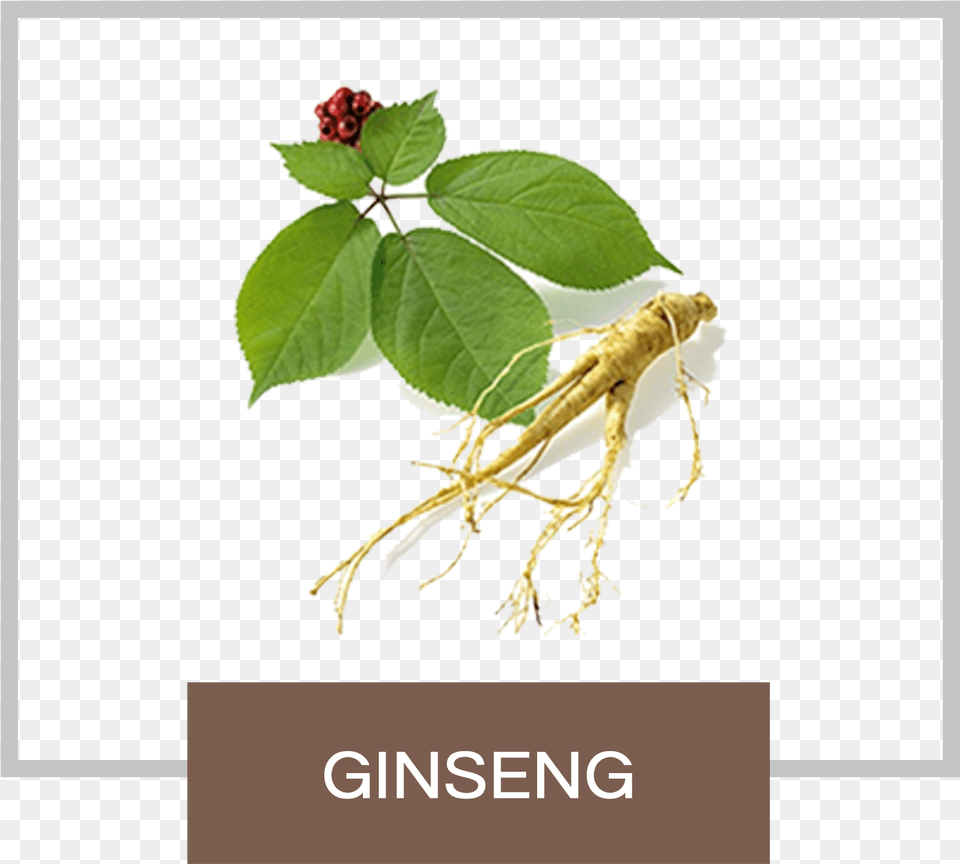 Ginseng With Leaf, Herbal, Herbs, Plant, Flower Png