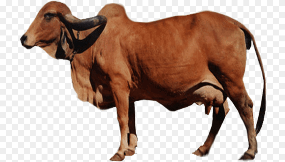Gir Cow Milk, Animal, Bull, Cattle, Livestock Free Transparent Png