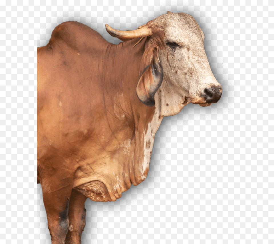 Gir Cow Photo Face, Animal, Bull, Cattle, Livestock Png Image