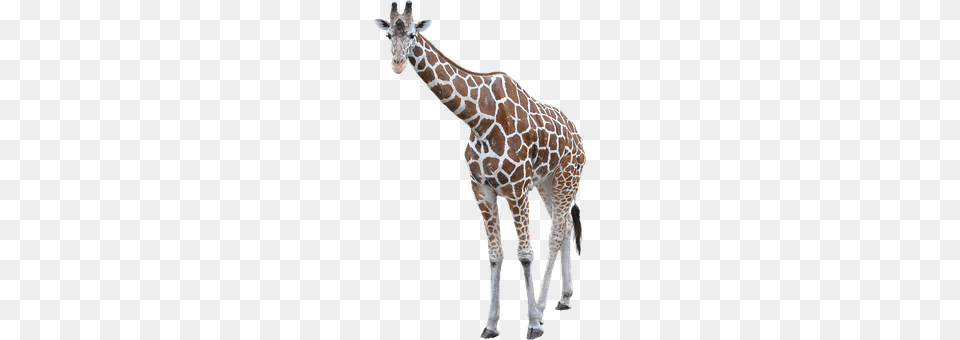 Giraffe Animal, Mammal, Wildlife Png Image