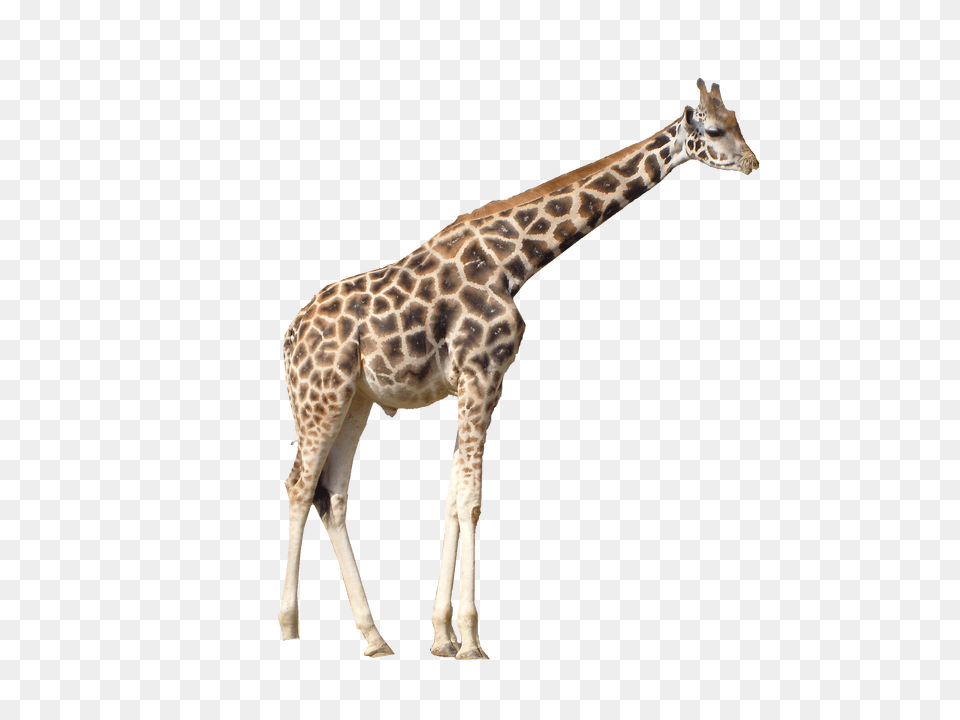 Giraffe, Animal, Mammal, Wildlife Png