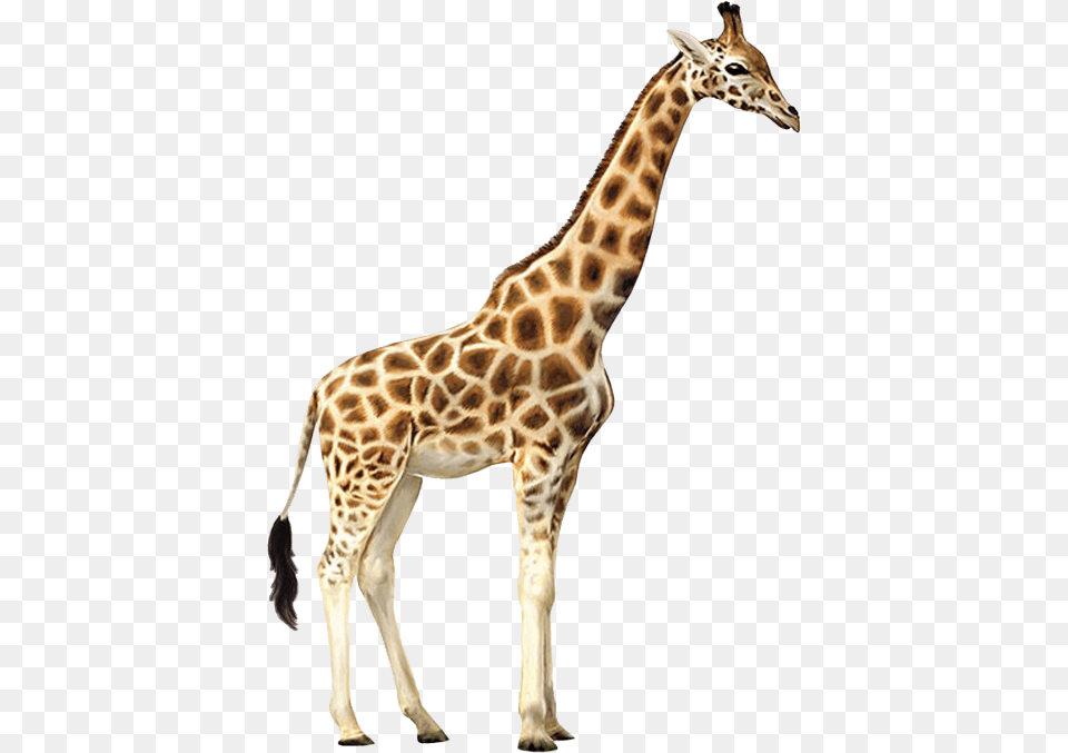 Giraffe, Animal, Mammal, Wildlife Free Png