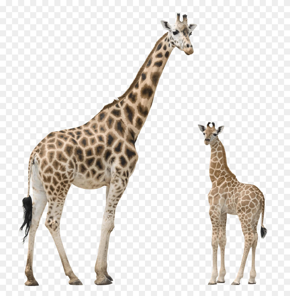 Giraffe, Animal, Mammal, Wildlife Free Transparent Png