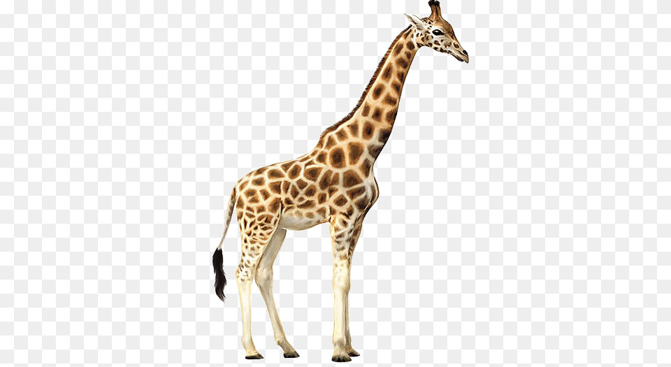 Giraffe, Animal, Mammal, Wildlife Png Image