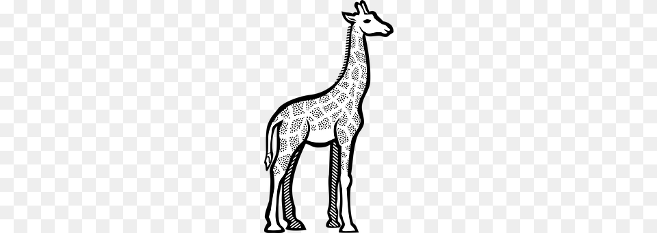 Giraffe Animal, Mammal, Wildlife, Kangaroo Free Png