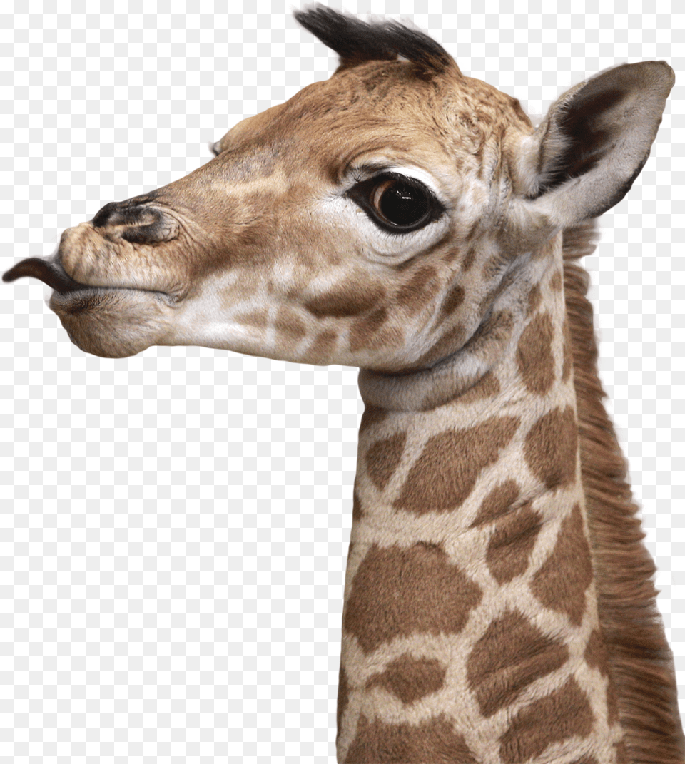 Giraffe, Animal, Mammal, Wildlife Free Png Download