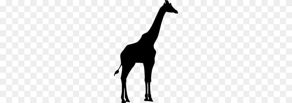 Giraffe Gray Free Png Download