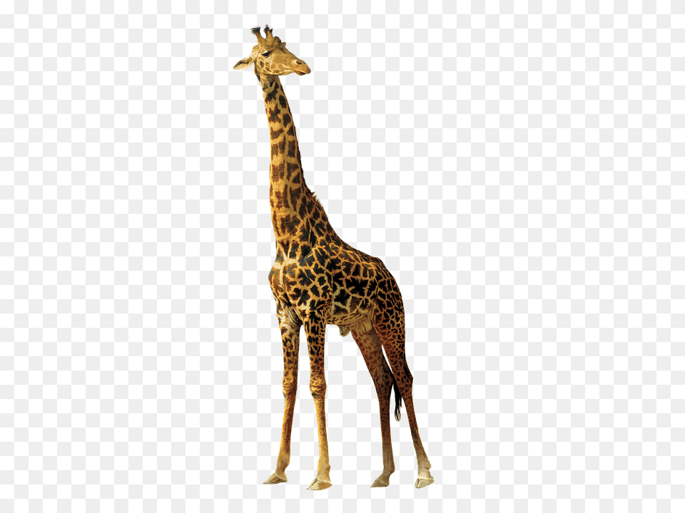 Giraffe Animal, Mammal, Wildlife Free Png Download