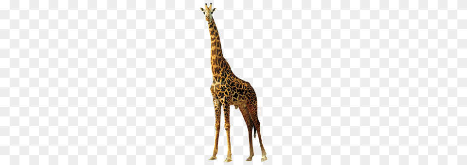 Giraffe Animal, Mammal, Wildlife Free Transparent Png