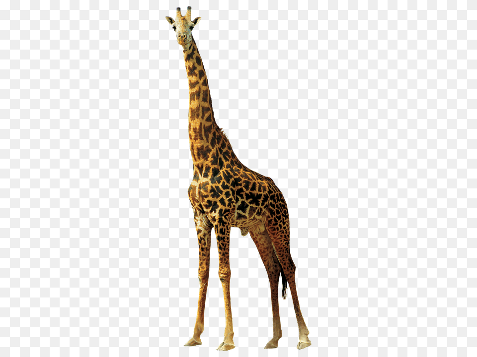 Giraffe Animal, Mammal, Wildlife Png