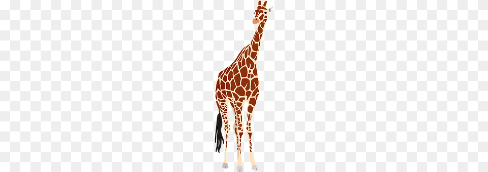 Giraffe Animal, Mammal, Wildlife Free Png