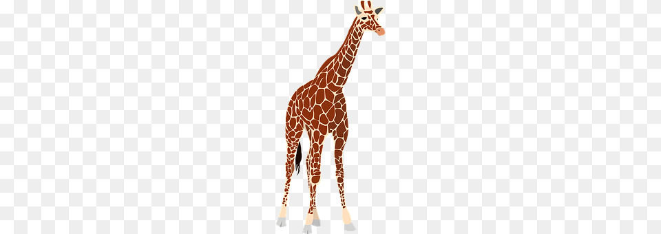 Giraffe Animal, Mammal, Wildlife Png Image