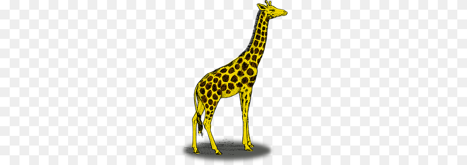 Giraffe Animal, Mammal, Wildlife Png Image