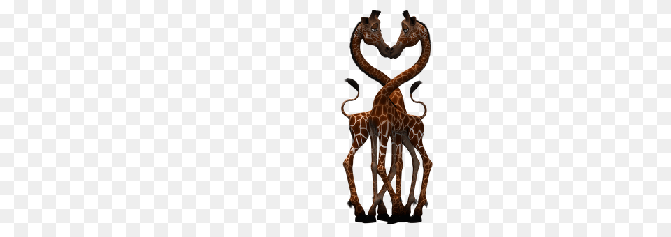 Giraffe Animal, Mammal, Wildlife Png