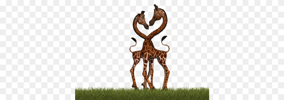 Giraffe Animal, Mammal, Wildlife Free Png