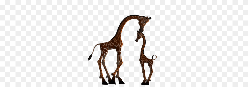 Giraffe Animal, Mammal, Wildlife Free Transparent Png