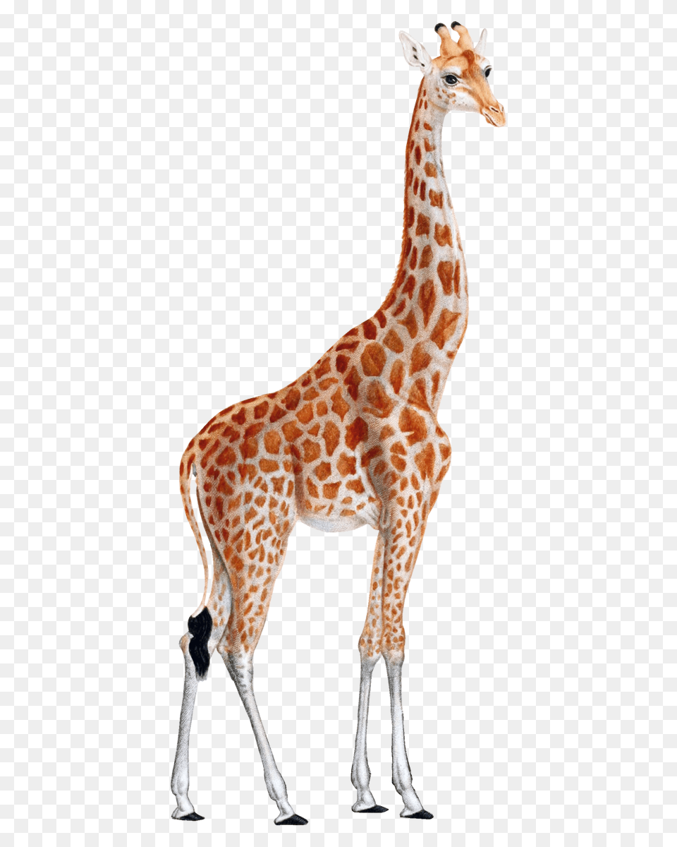 Giraffe, Animal, Mammal, Wildlife Free Png