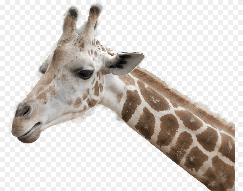 Giraffe, Animal, Mammal, Wildlife Free Png