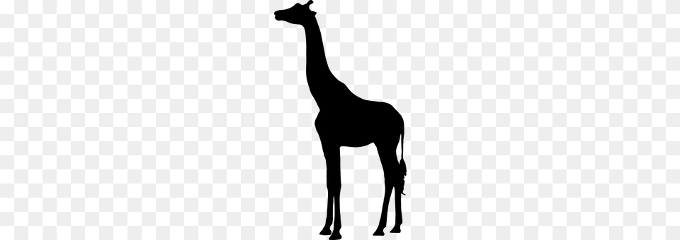 Giraffe Gray Png