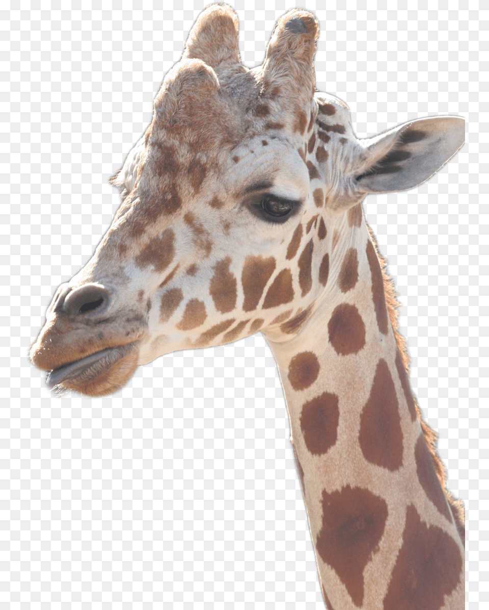 Giraffe, Animal, Mammal, Wildlife Png