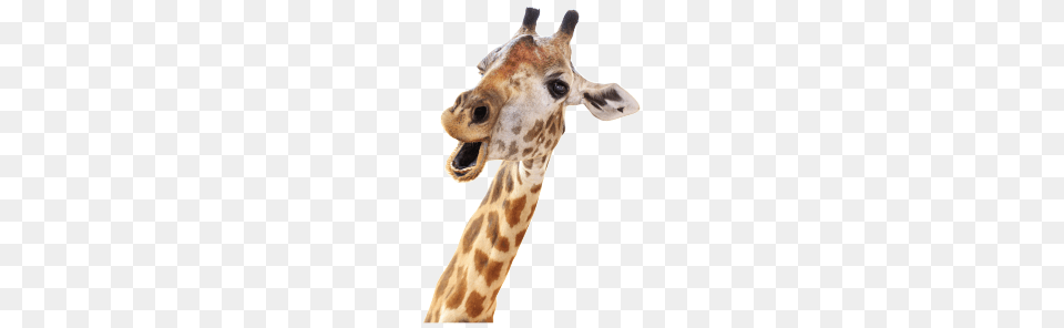 Giraffe, Animal, Mammal, Wildlife Free Transparent Png