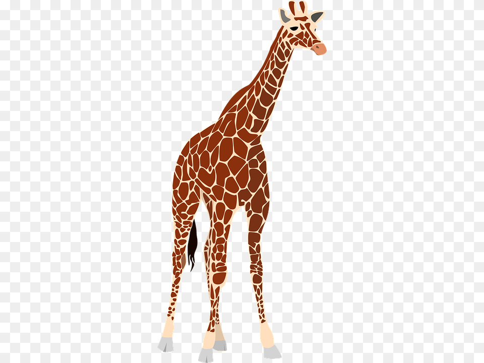 Giraffe, Animal, Mammal, Wildlife Png