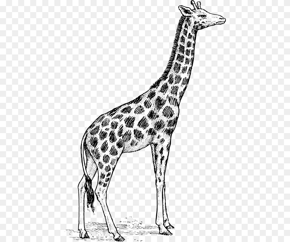 Giraffe, Gray Png Image