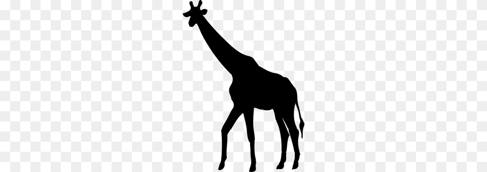 Giraffe Gray Free Png