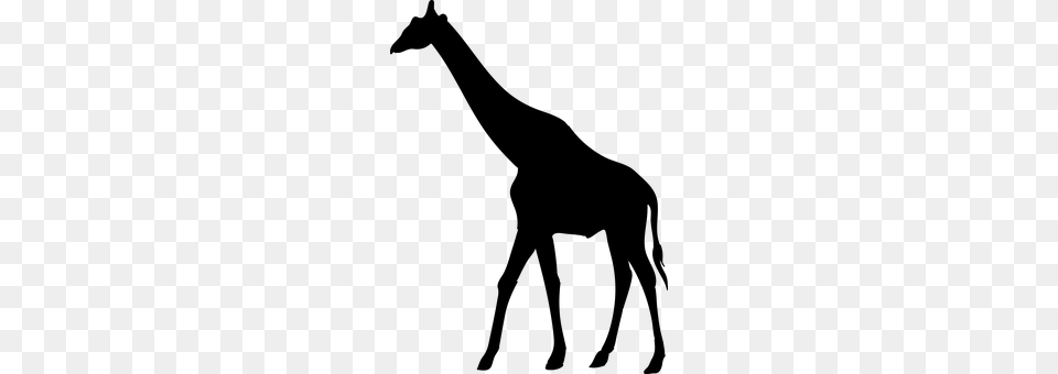 Giraffe Gray Free Png Download