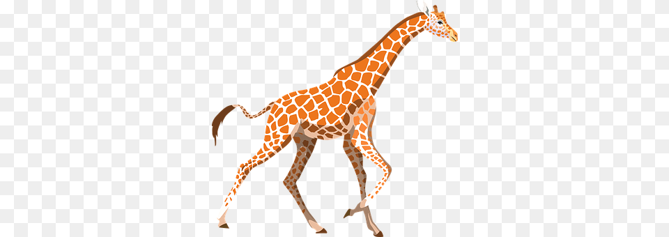 Giraffe Animal, Mammal, Wildlife Free Png Download