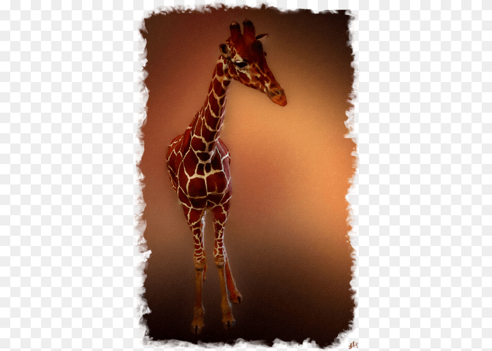 Giraffe, Animal, Mammal, Wildlife Free Transparent Png