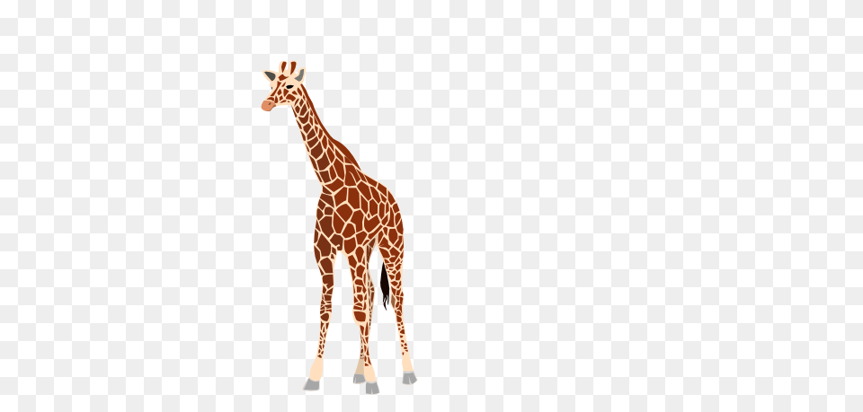 Giraffe, Animal, Mammal, Wildlife Png