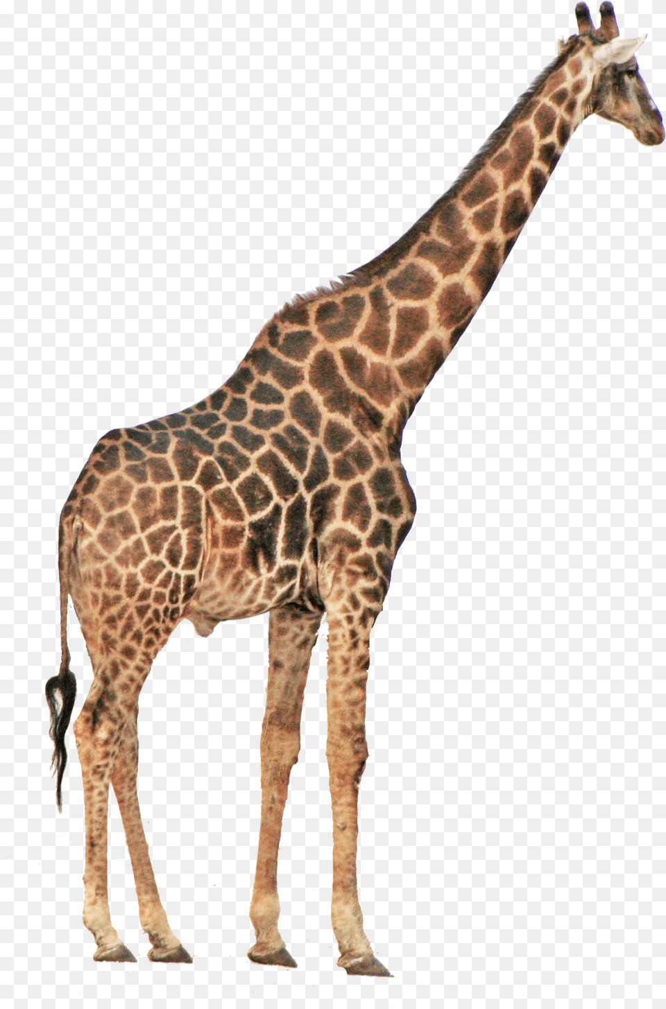 Giraffe, Animal, Mammal, Wildlife Free Png