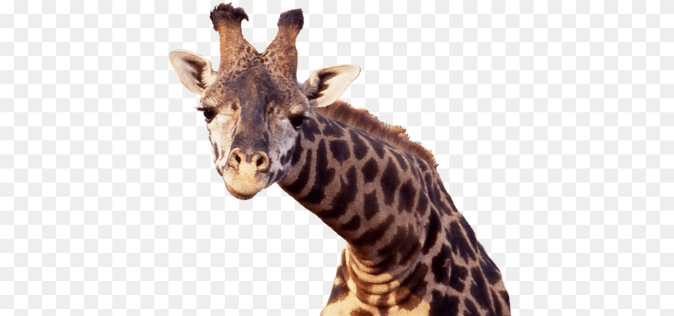 Giraffe, Animal, Mammal, Wildlife Png Image