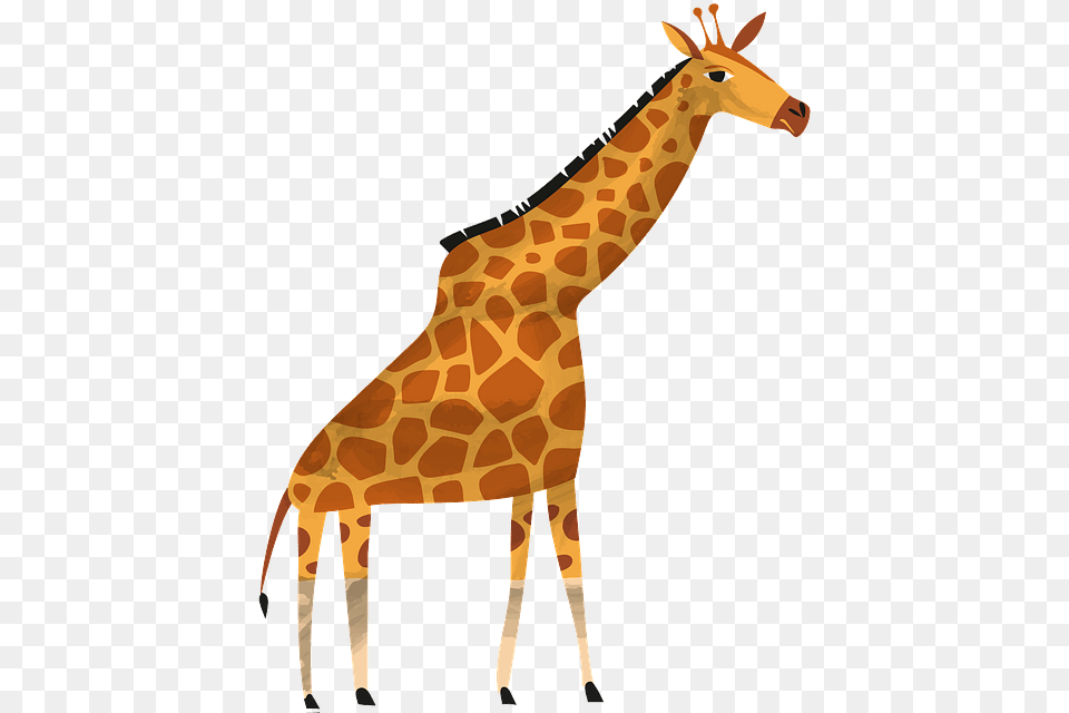 Giraffe, Animal, Mammal, Wildlife Free Png Download