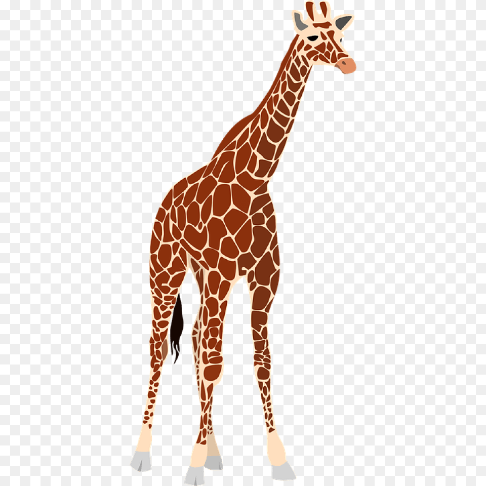 Giraffe, Animal, Mammal, Wildlife Free Png