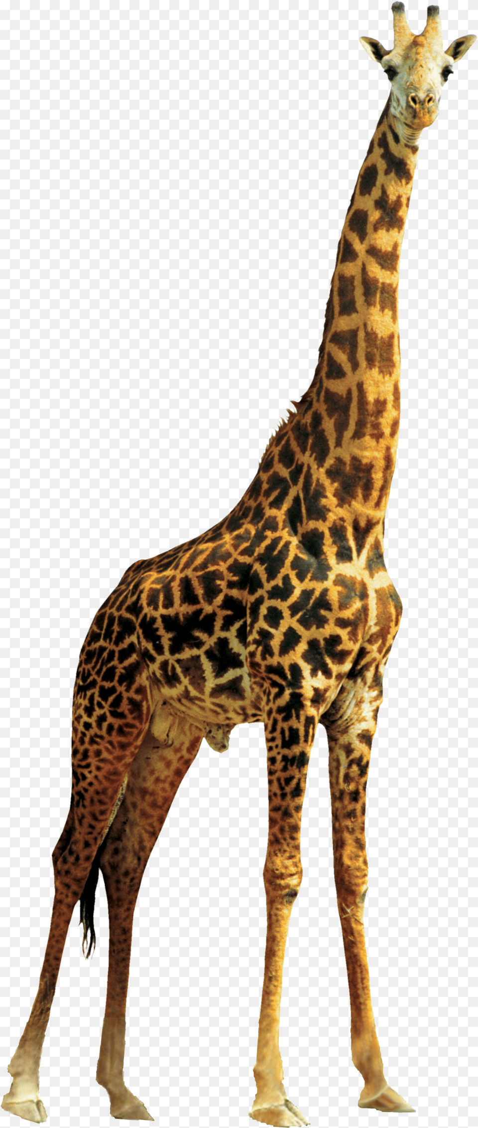 Giraffe, Animal, Mammal, Wildlife Png Image