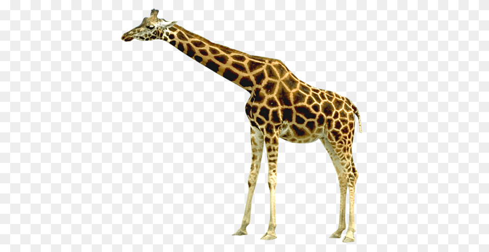 Giraffe, Animal, Mammal, Wildlife Png