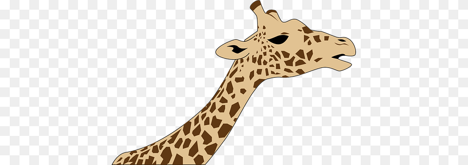 Giraffe Animal, Mammal, Wildlife, Zebra Free Transparent Png