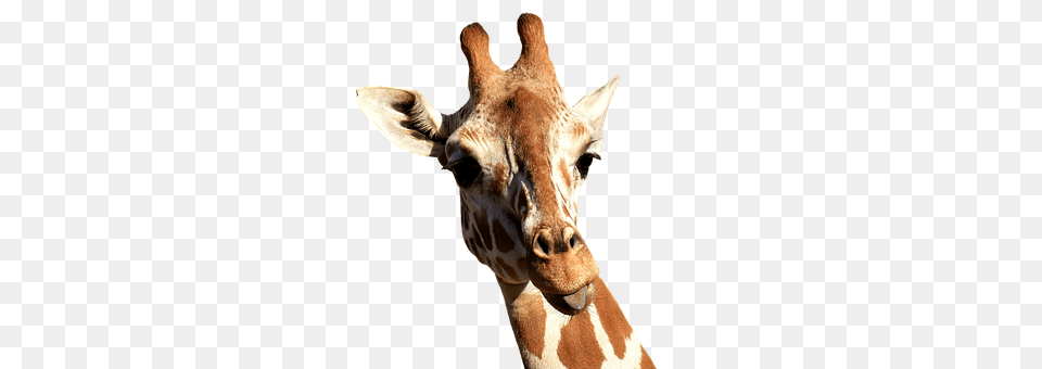 Giraffe Animal, Mammal, Wildlife Png Image