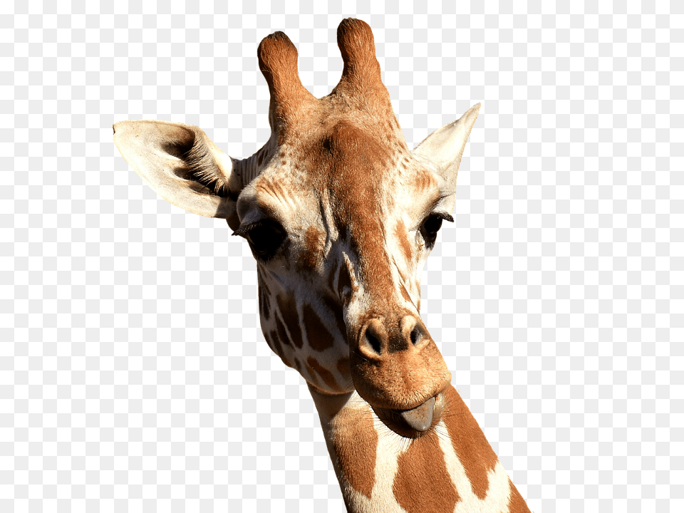 Giraffe Animal, Mammal, Wildlife Free Png