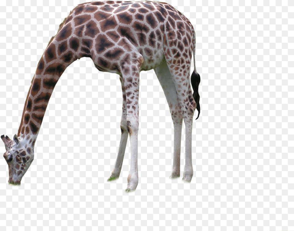 Giraffe, Animal, Mammal, Wildlife Png