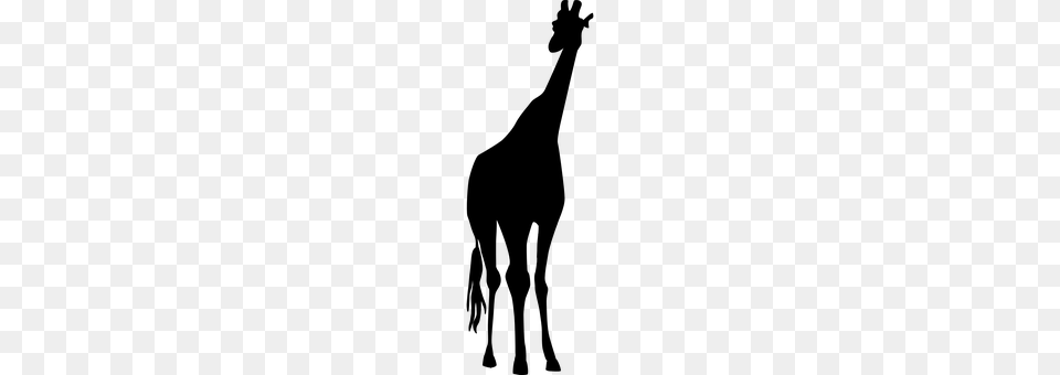 Giraffe Gray Png