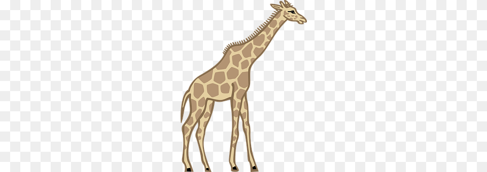 Giraffe Animal, Mammal, Wildlife Free Png
