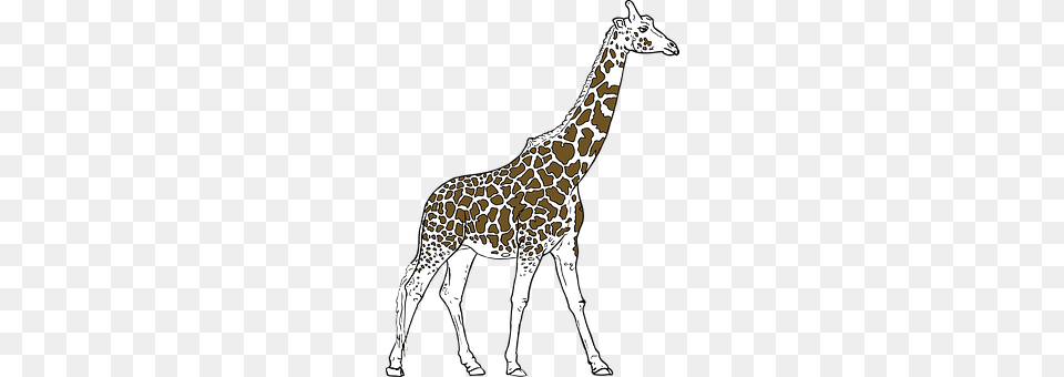 Giraffe Animal, Mammal, Wildlife Png