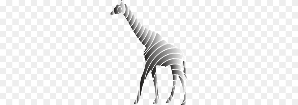 Giraffe Baby, Person, Animal Free Transparent Png