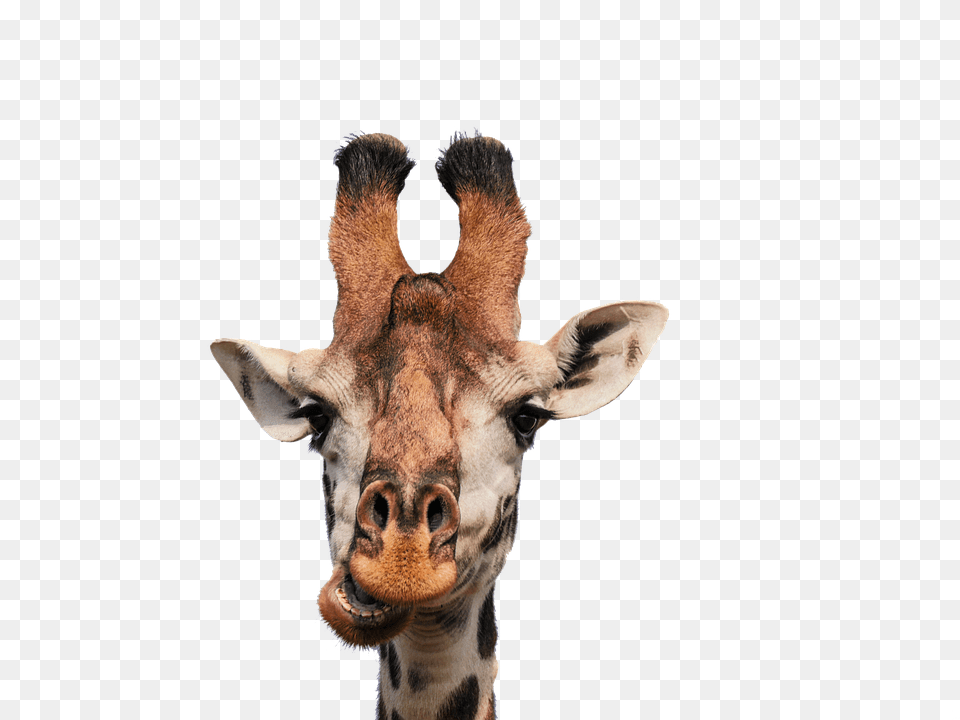 Giraffe Animal, Mammal, Wildlife Free Transparent Png