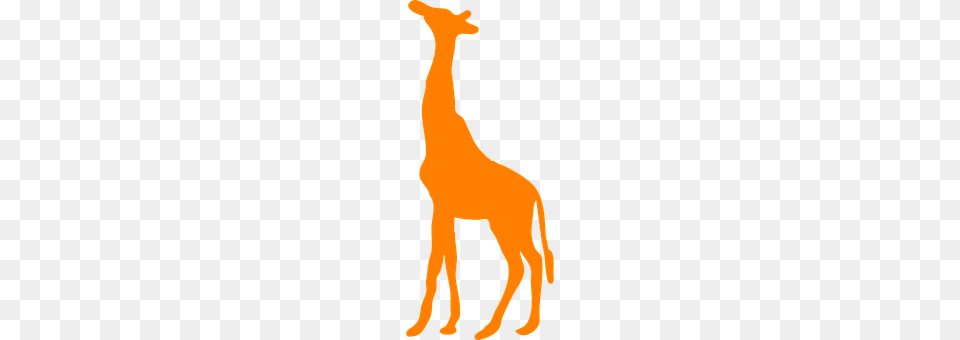 Giraffe Animal, Mammal, Person Png Image